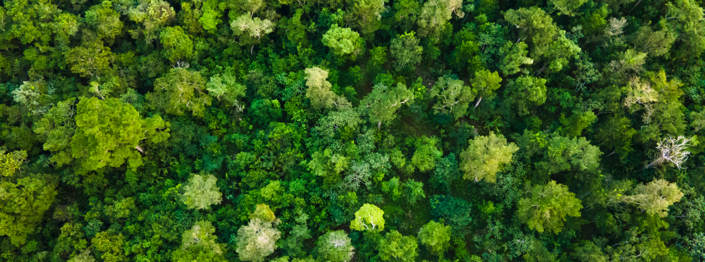 We set the global standard for responsible forest management