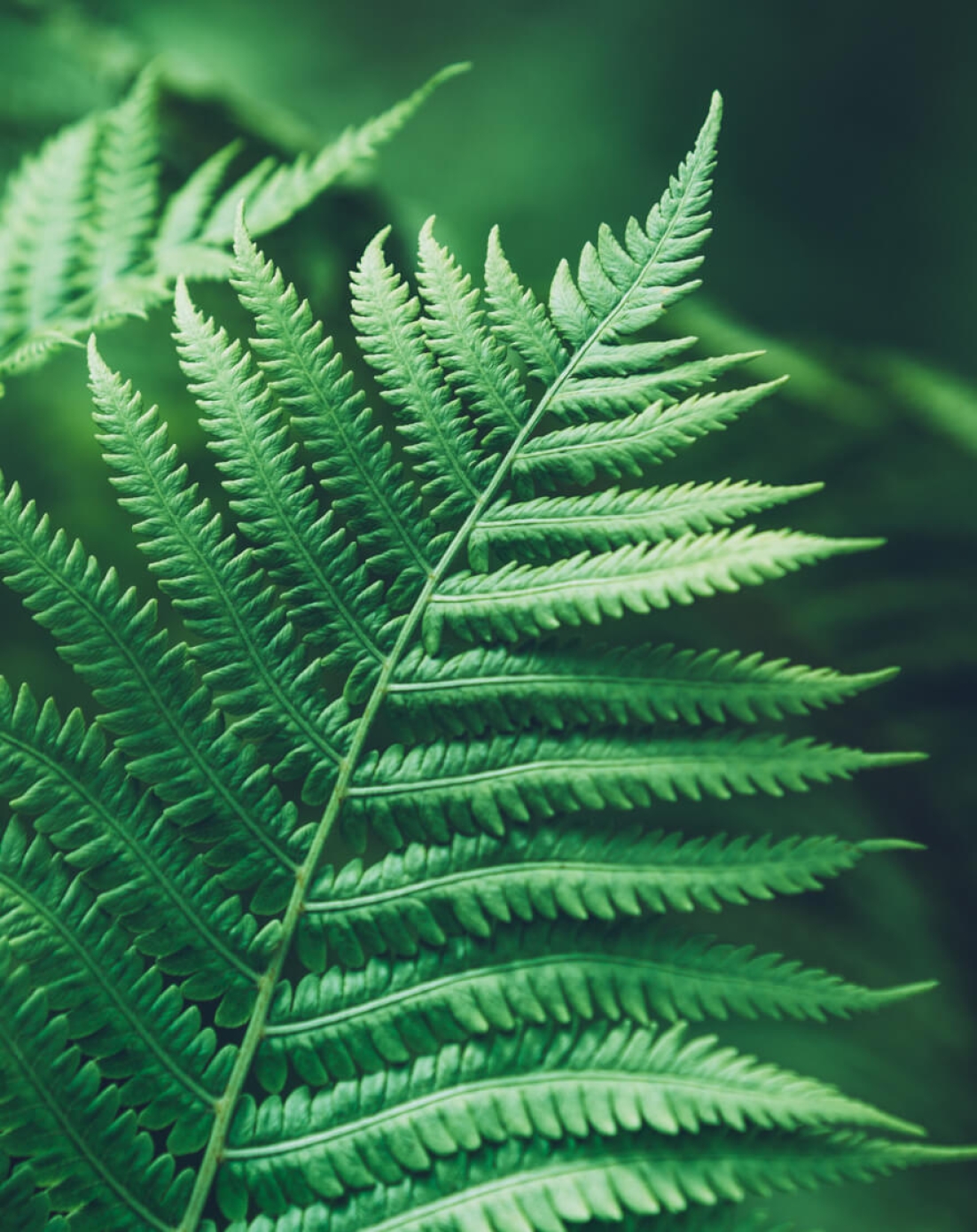  Close shot of a fern
