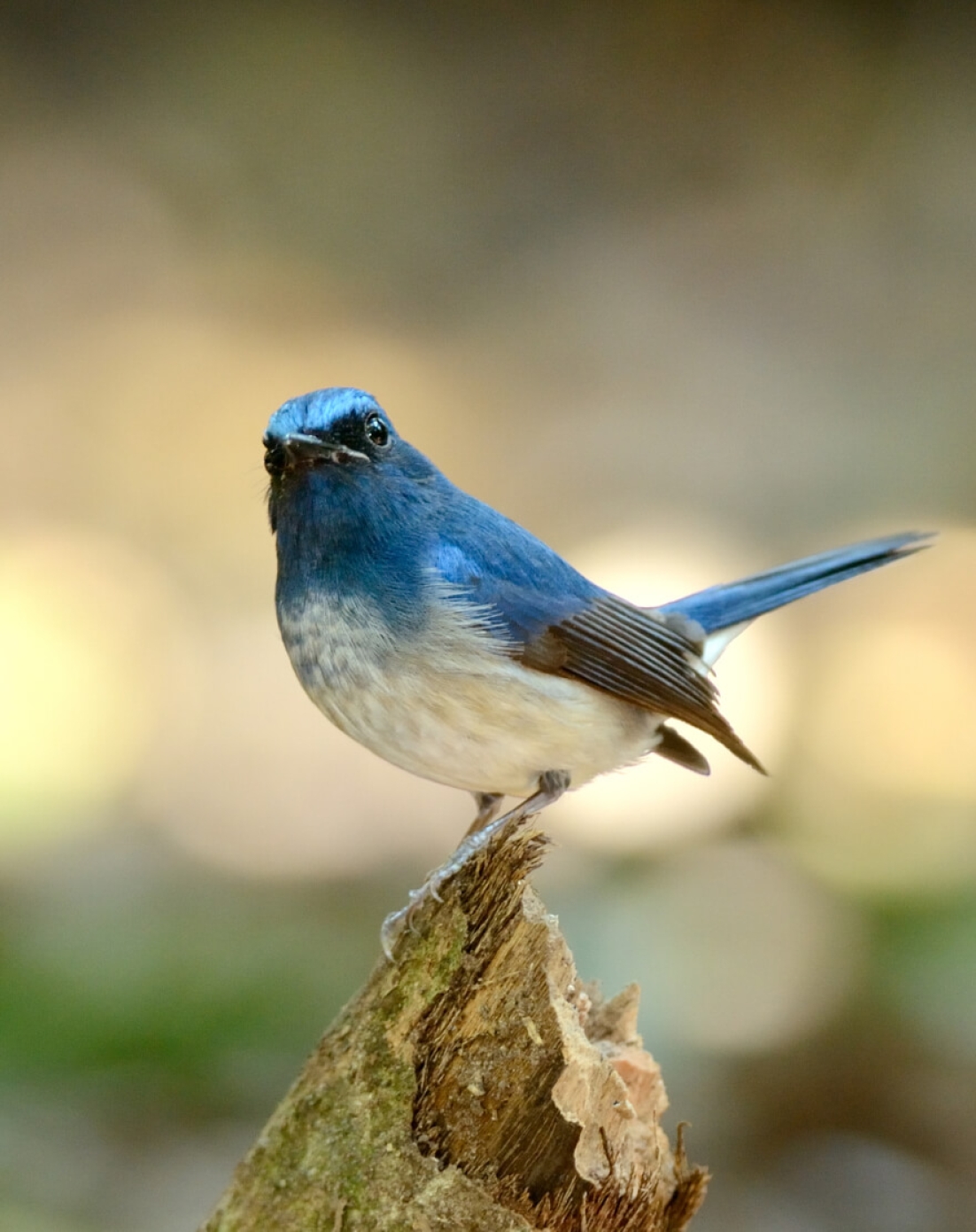 Mountain bluebird on a branch