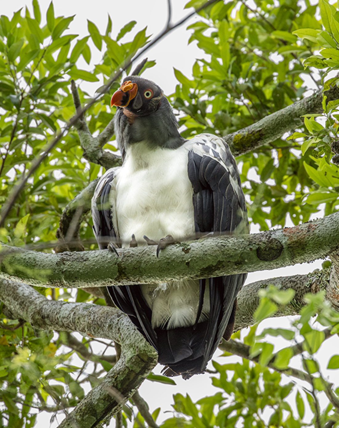 King vulture peering down from tree