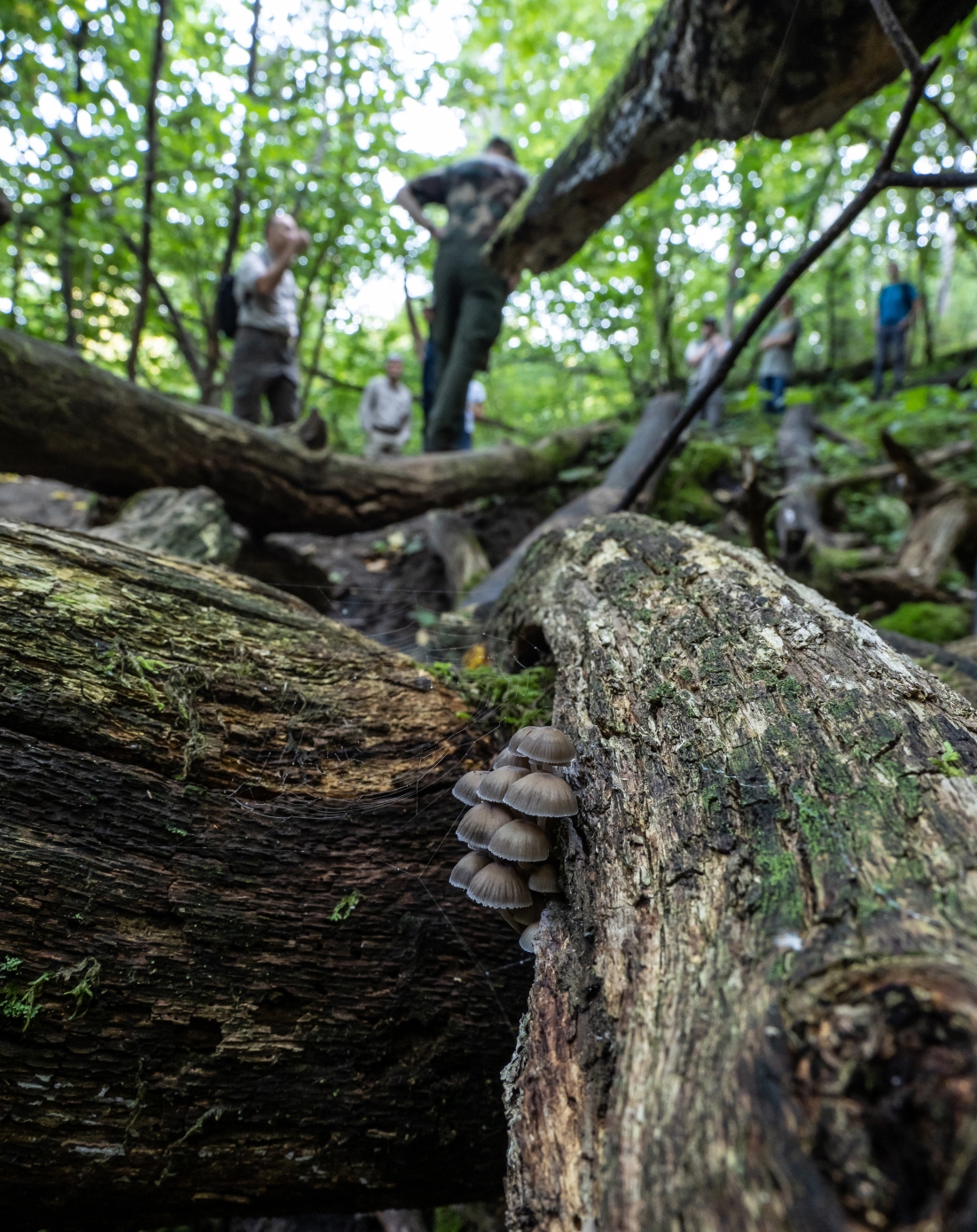 Low angle shot of a tree brand with mushrooms  