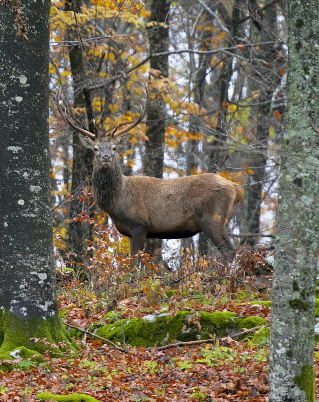 Deer in the forest 