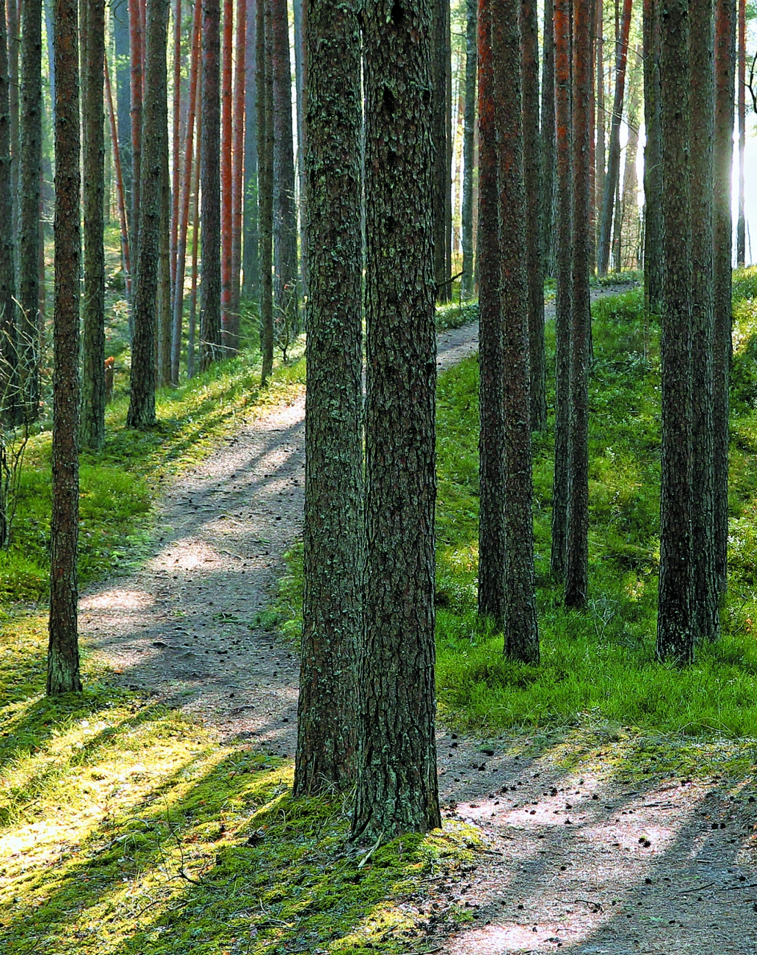 Sandy path winding through a pine forest