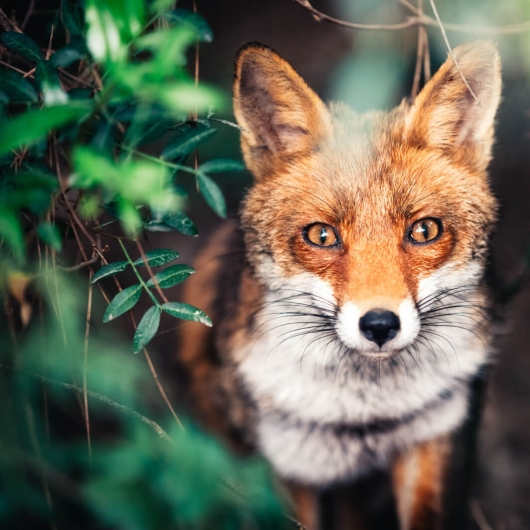 Close shot of a red fox