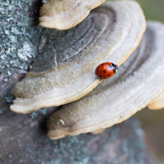Ladybug on a tree mushroom 
