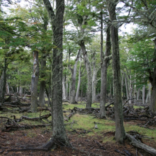 Wide shot of a forest