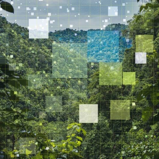 shot of forest with overlay of opaque squares and gridline