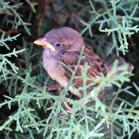 Bird standing in a tree branch 