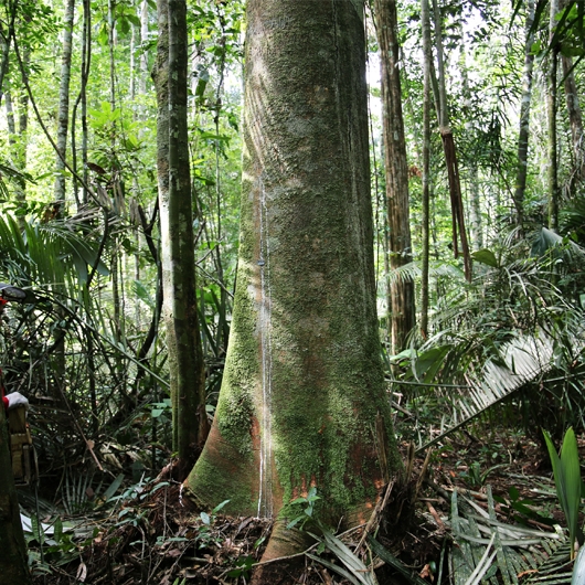 Tropical timber