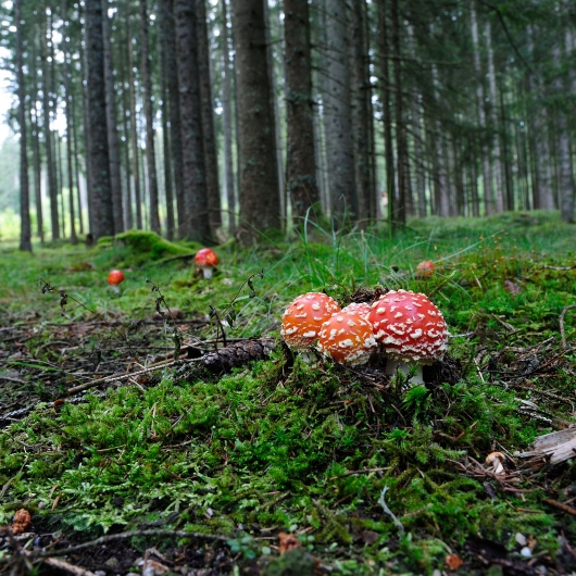Red mushrooms in the forest 