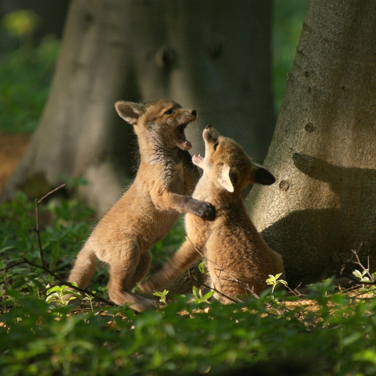 Fox cubs