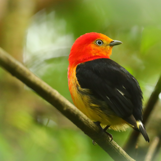 red yellow and black winged bird perched on branch