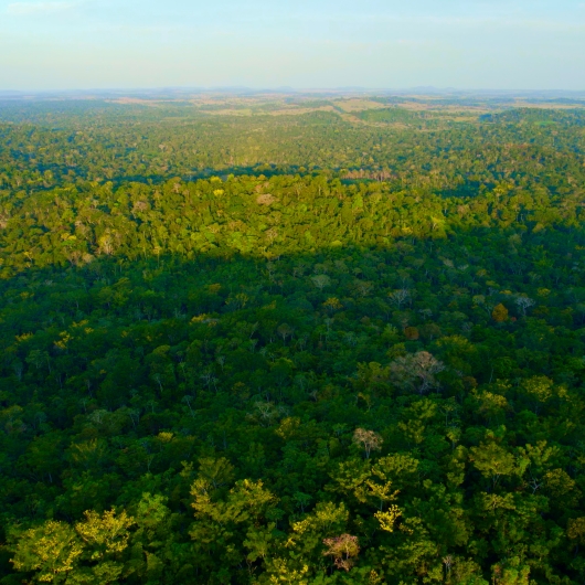 Forest from above 