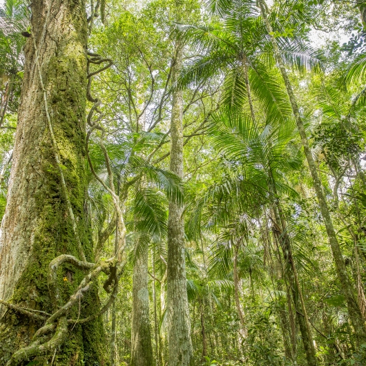 Jungle certified forest