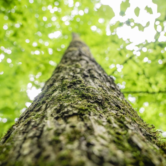 US forest