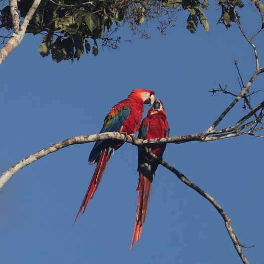 Parrots