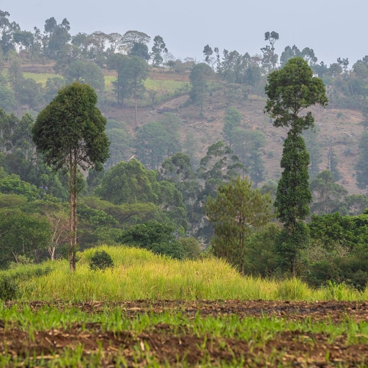 A grassy field with dirt patches in the foreground with trees and hills in the background.