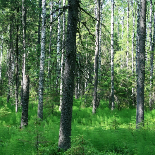 Finnish forest