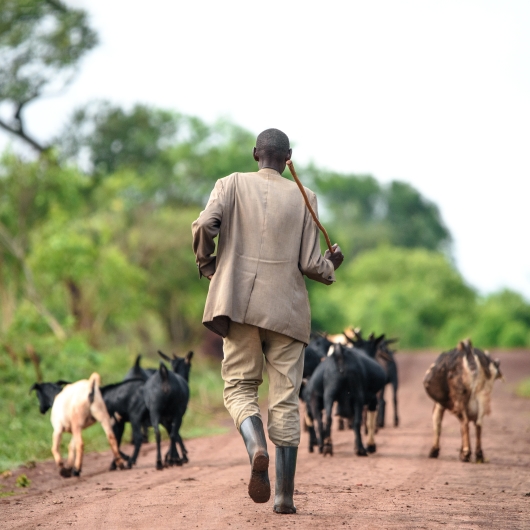 Man walking with cows