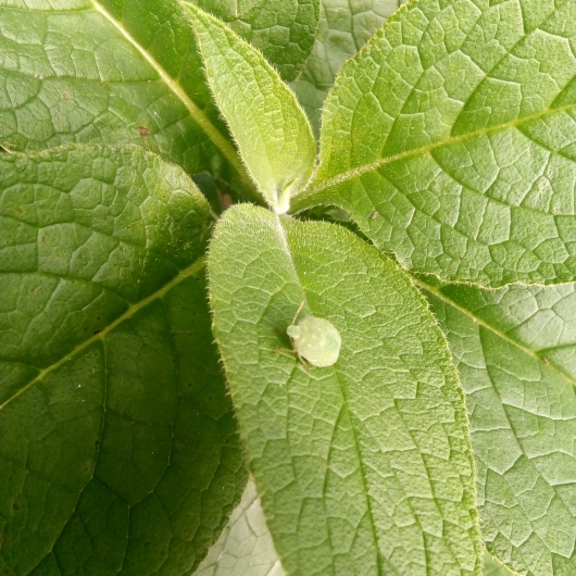 greenwashing
