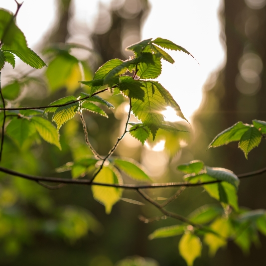 close up of branch and leaves in Lithuanian forest