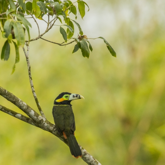 Bird Atlantic Forest