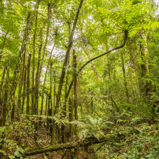 Atlantic forest Argentina