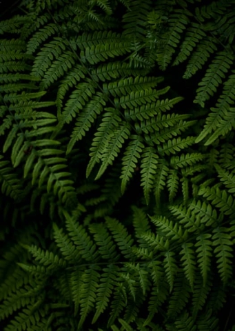 collage-tile_ferns_526x740.jpg