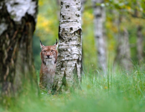 lynx sitting in a forest