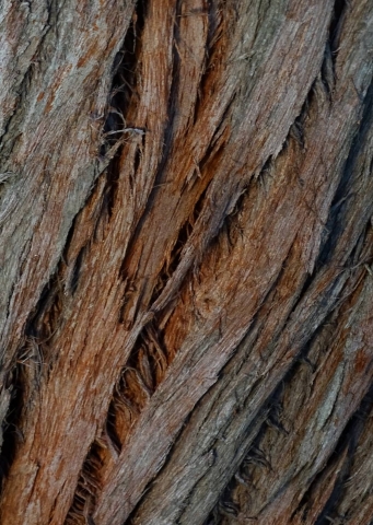 Close shot of tree bark