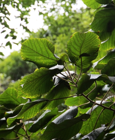 green tree plants
