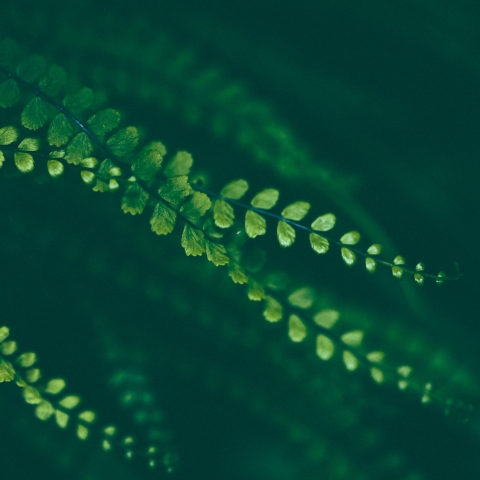 Close shot of stem with green leaves 