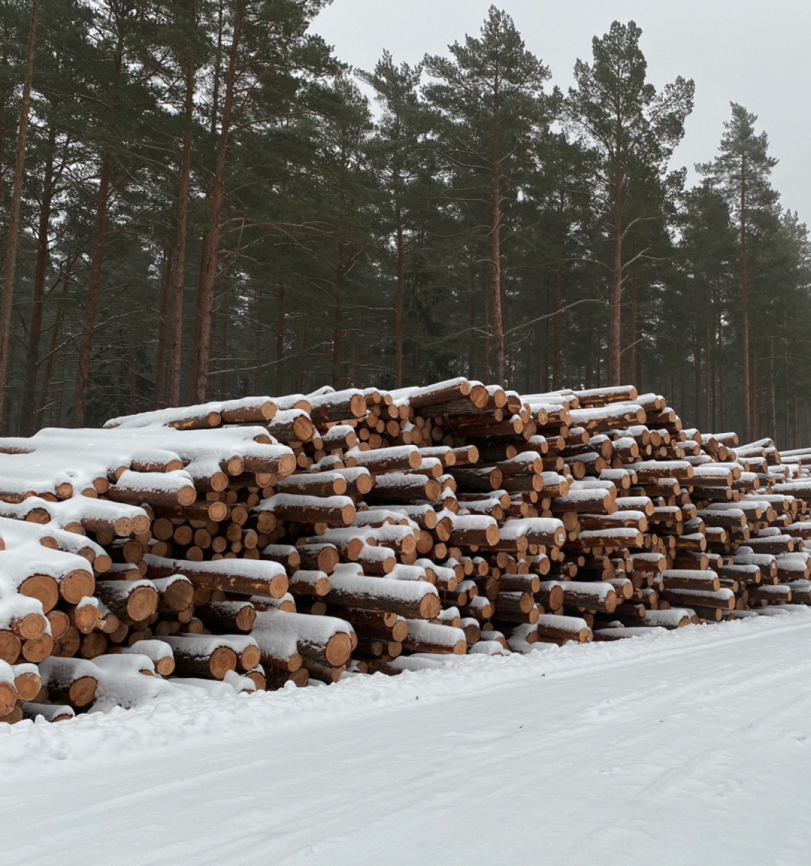 Stack of logs covered in snow