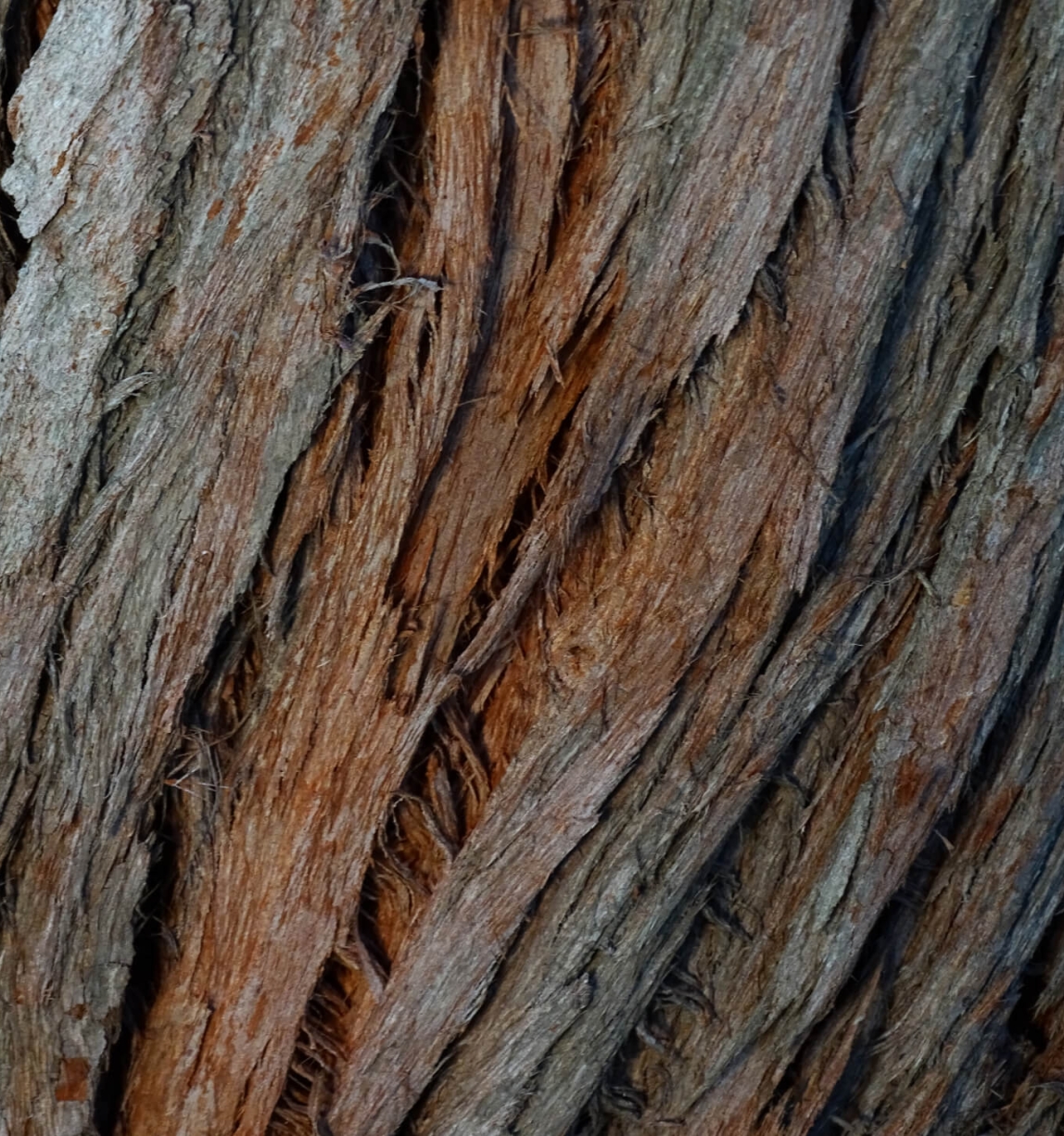 Close shot of tree bark