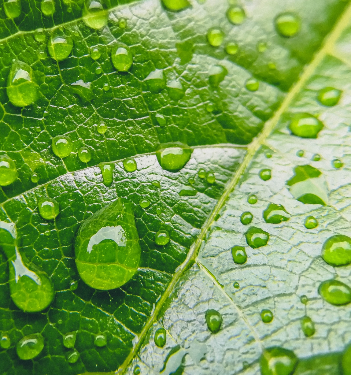Close-up of a leaf with waterdrops