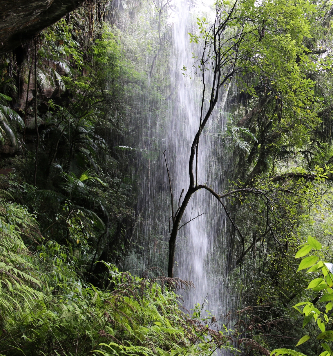 Certified FSC operation in a forest with a waterfall in Brasil