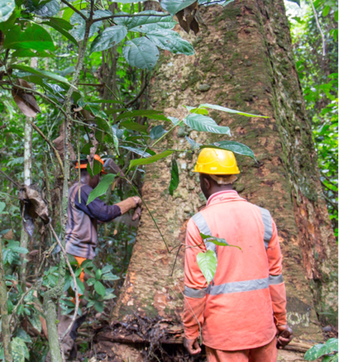 The Congo Basin is under threat - here's why we need to act now