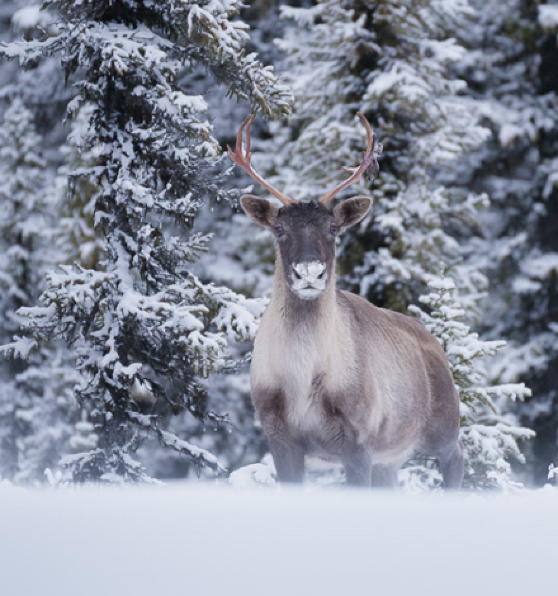 lone caribou in snow in front of snowy pine trees