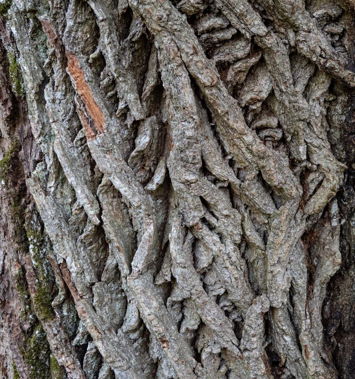 Close-up of oak bark