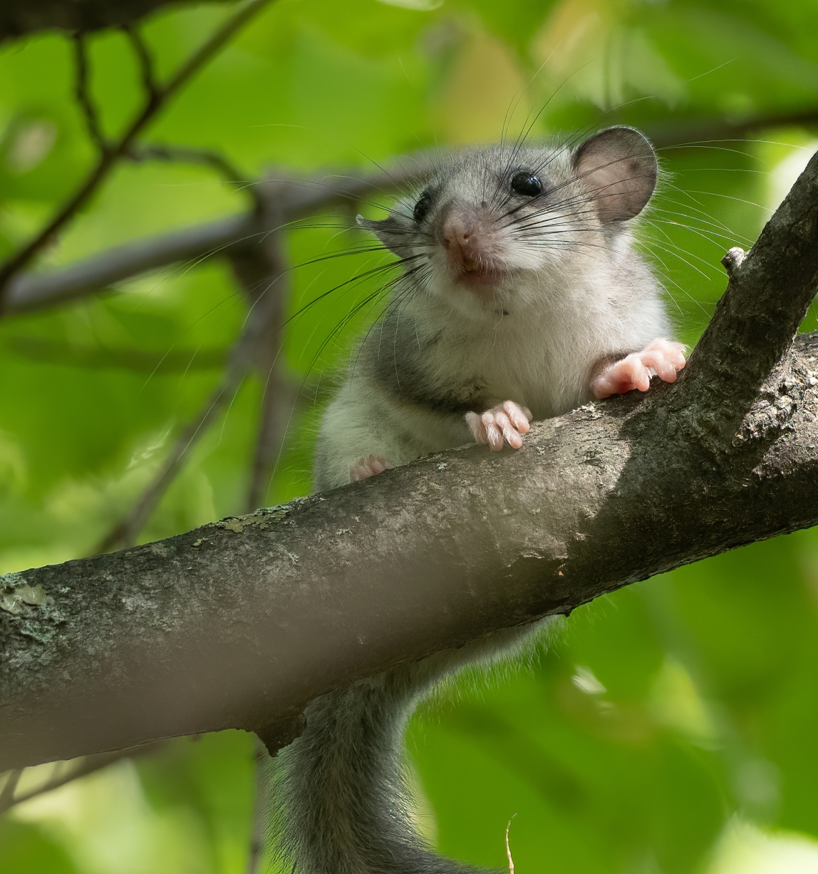 Fat dormouse sitting on a tree branch