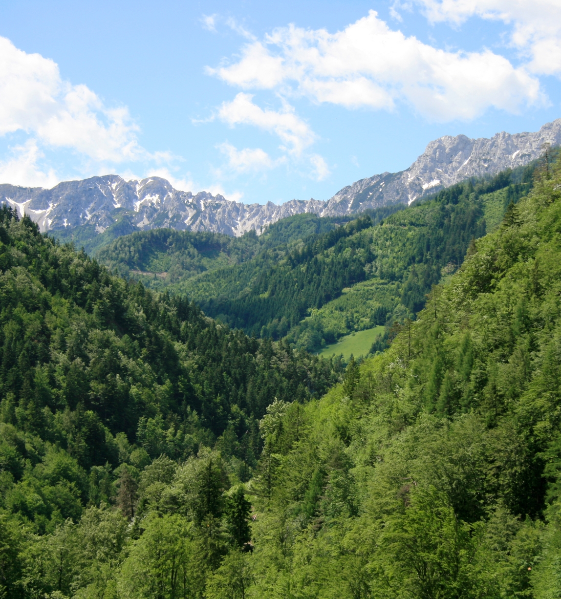 Forest in spring with mountainscape in background 