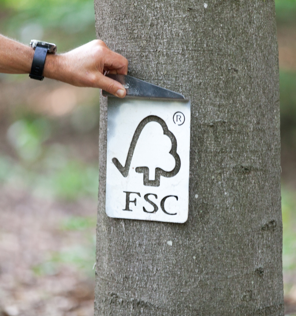 FSC logo placed upon brown tree trunk 