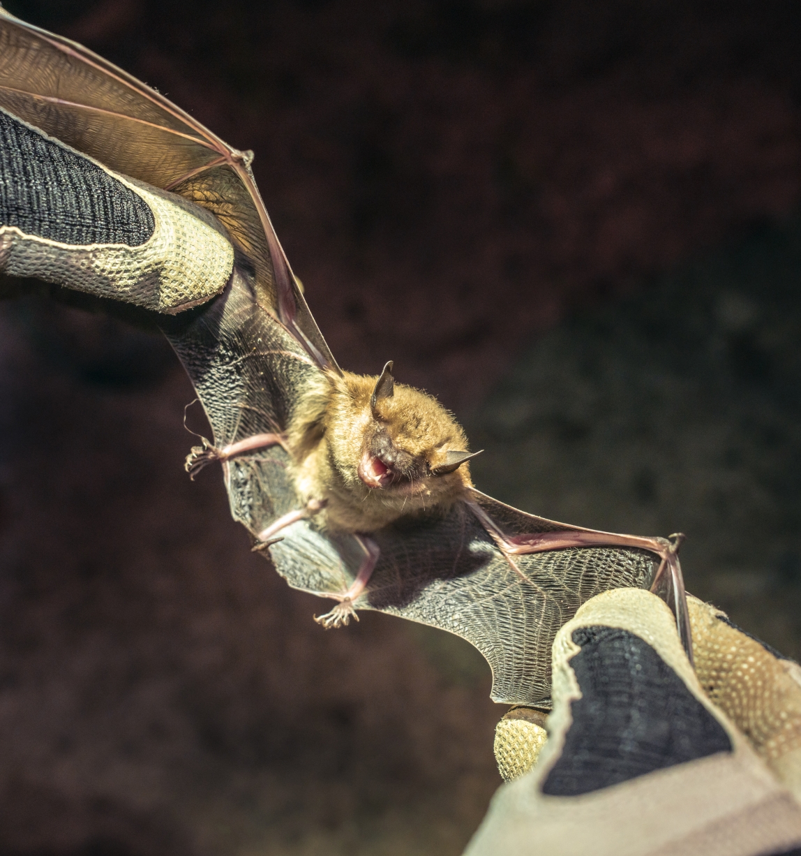 close up of bat held in gloved hands