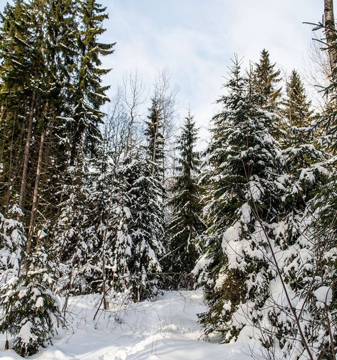 Snowy coniferous forest
