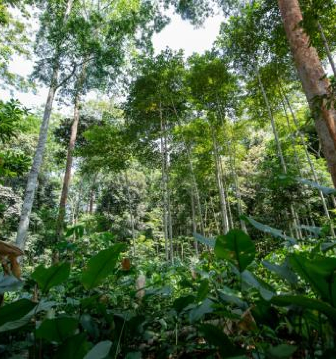 "Central African Forests Forever”: Championing Sustainability Solutions in the Congo Basin
