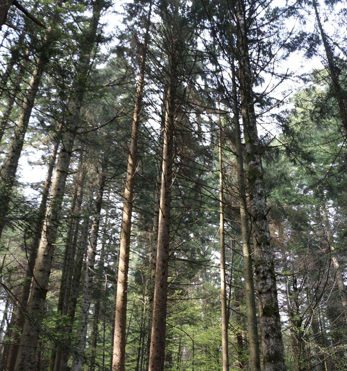 Shot of tall trees in Asiago forests, Vicenza province