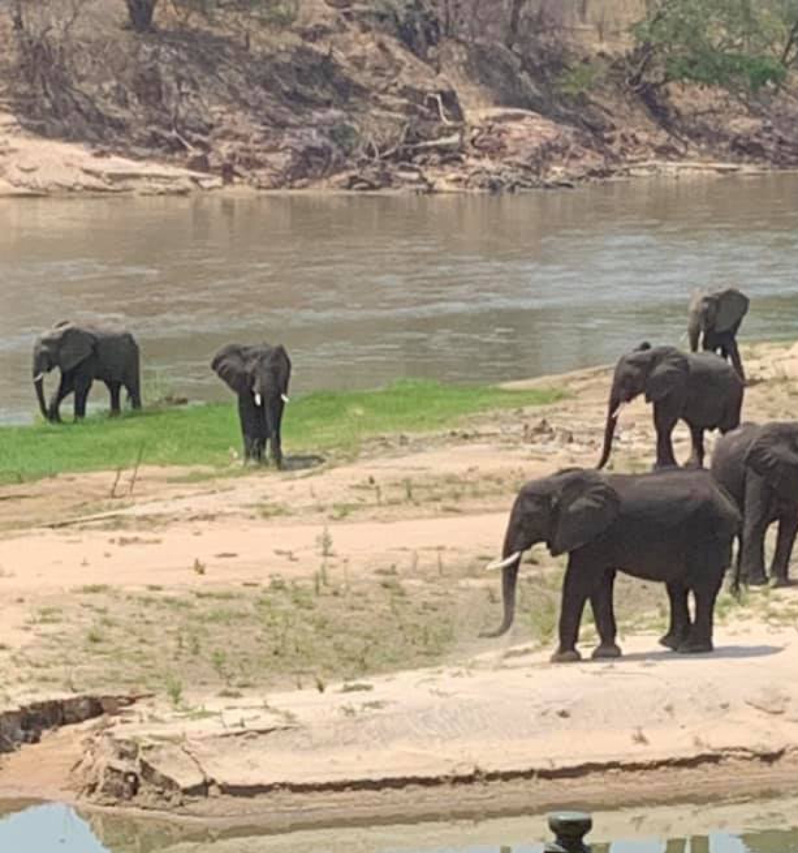 a small group of elephants walking along the brown Mbizi River