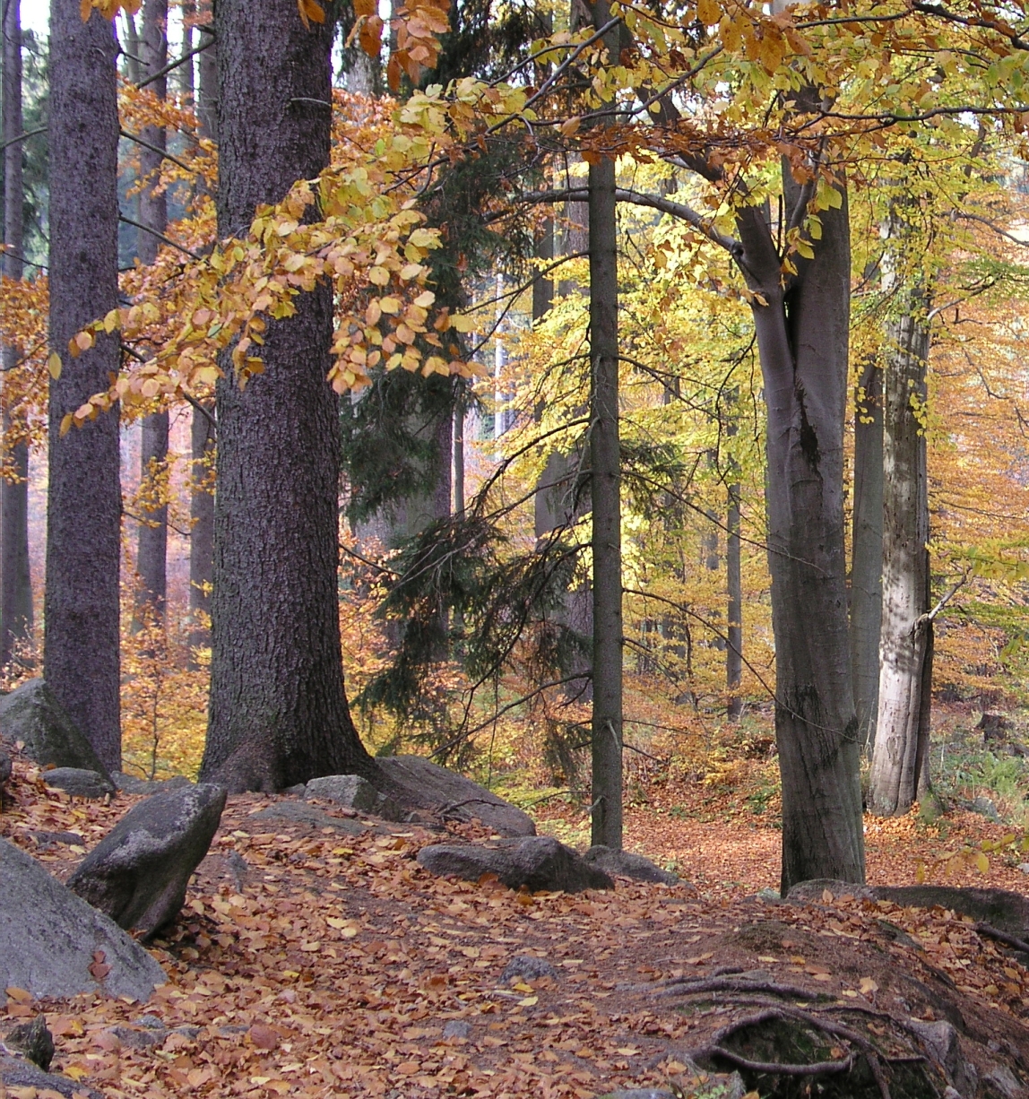 trees in autumn 