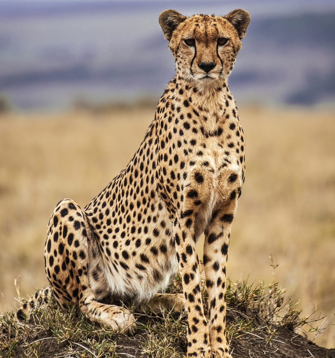 portrait of a cheetah sitting upright on rock in savannah