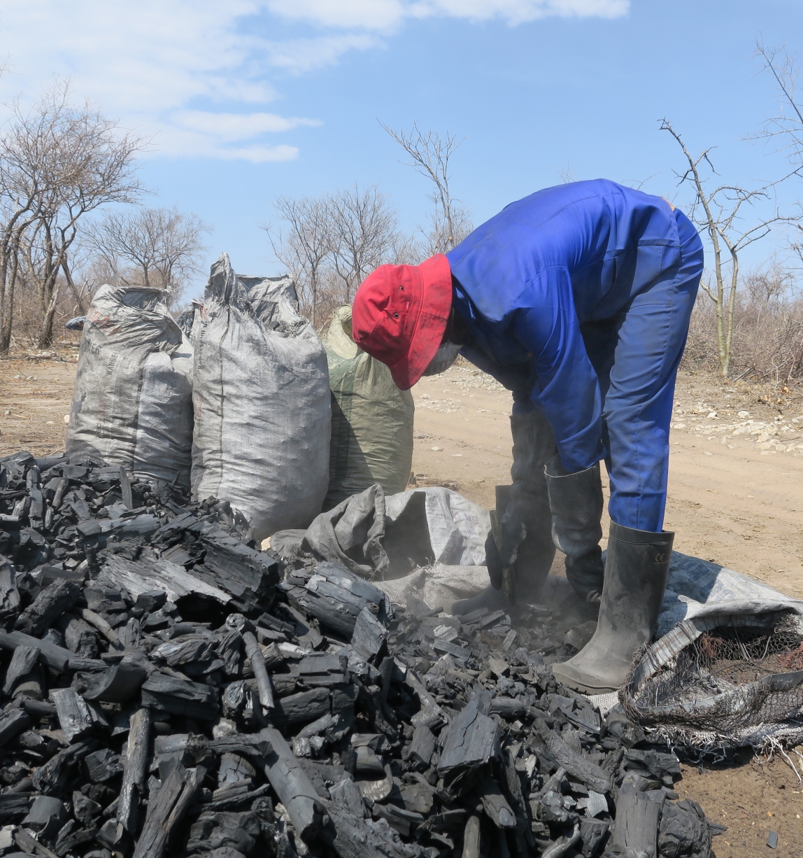 worker bending over to inspect pile of charcoal